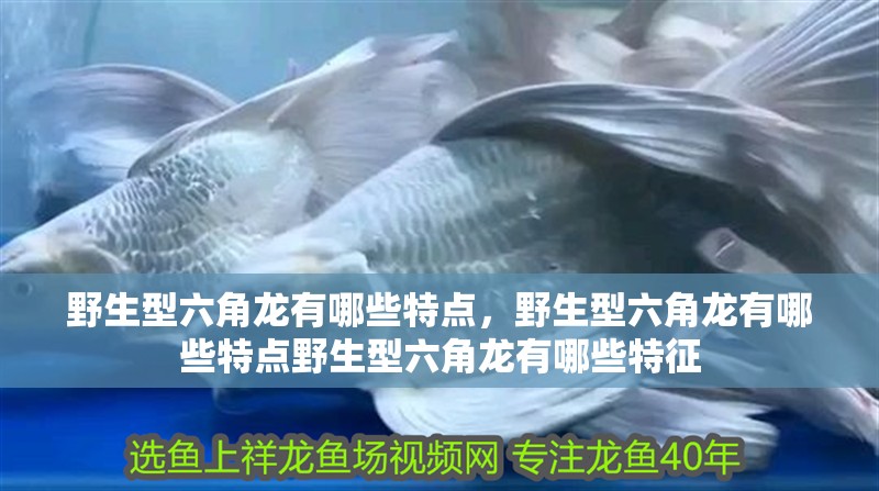 野生型六角龍有哪些特點，野生型六角龍有哪些特點野生型六角龍有哪些特征