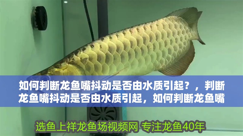 如何判斷龍魚嘴抖動是否由水質(zhì)引起？，判斷龍魚嘴抖動是否由水質(zhì)引起，如何判斷龍魚嘴抖是否由水質(zhì)引起