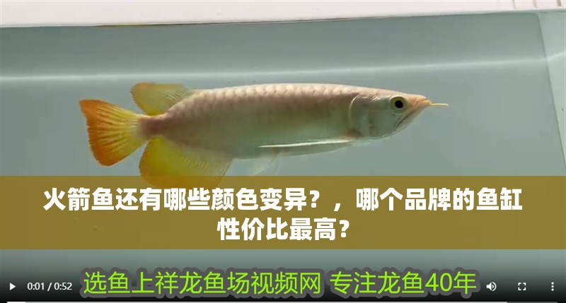 火箭魚還有哪些顏色變異？，哪個品牌的魚缸性價比最高？