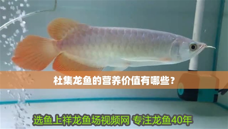 杜集龍魚(yú)的營(yíng)養(yǎng)價(jià)值有哪些？