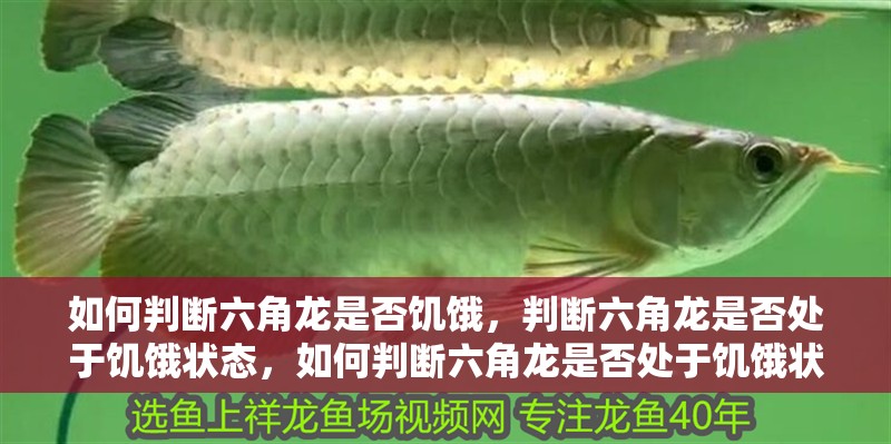 如何判斷六角龍是否饑餓，判斷六角龍是否處于饑餓狀態(tài)，如何判斷六角龍是否處于饑餓狀態(tài)