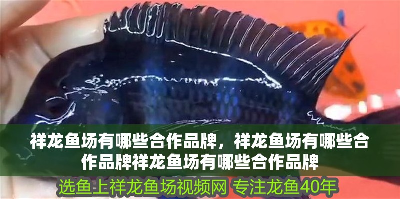 祥龍魚場有哪些合作品牌，祥龍魚場有哪些合作品牌祥龍魚場有哪些合作品牌