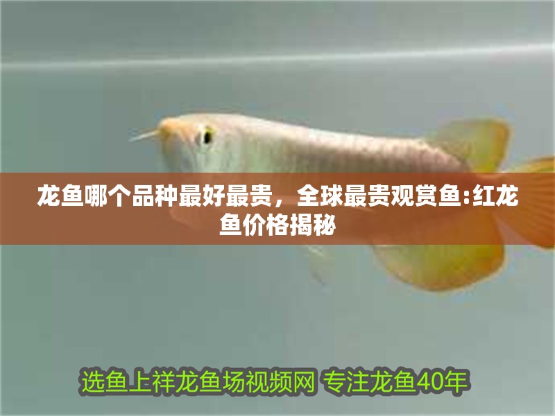 龍魚哪個品種最好最貴，全球最貴觀賞魚:紅龍魚價格揭秘