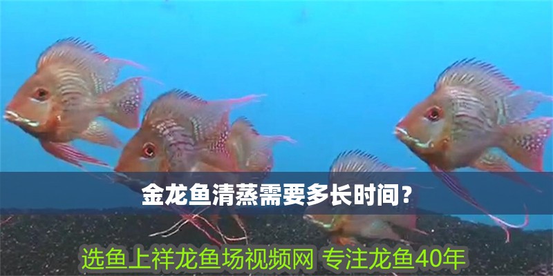 金龍魚清蒸需要多長時間？