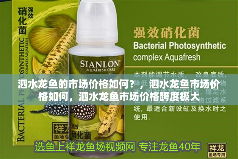 泗水龍魚的市場(chǎng)價(jià)格如何？，泗水龍魚市場(chǎng)價(jià)格如何，泗水龍魚市場(chǎng)價(jià)格跨度極大