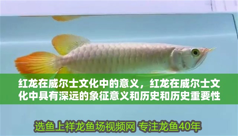 紅龍?jiān)谕柺课幕械囊饬x，紅龍?jiān)谕柺课幕芯哂猩钸h(yuǎn)的象征意義和歷史和歷史重要性