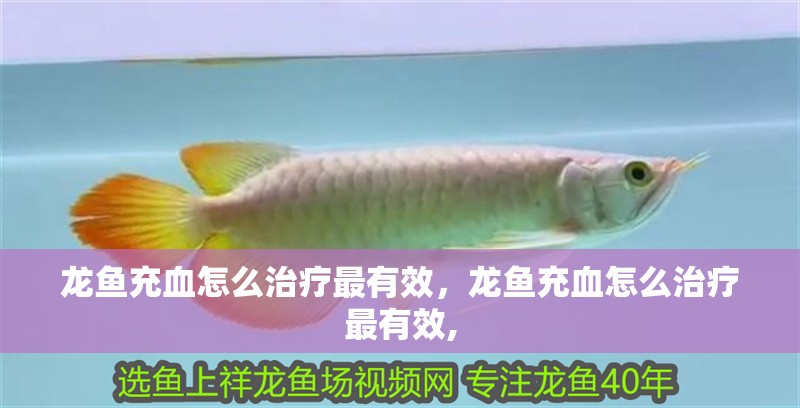龍魚充血怎么治療最有效，龍魚充血怎么治療最有效,
