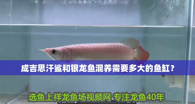 成吉思汗鯊和銀龍魚(yú)混養(yǎng)需要多大的魚(yú)缸？