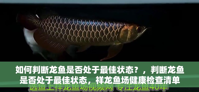 如何判斷龍魚(yú)是否處于最佳狀態(tài)？，判斷龍魚(yú)是否處于最佳狀態(tài)，祥龍魚(yú)場(chǎng)健康檢查清單