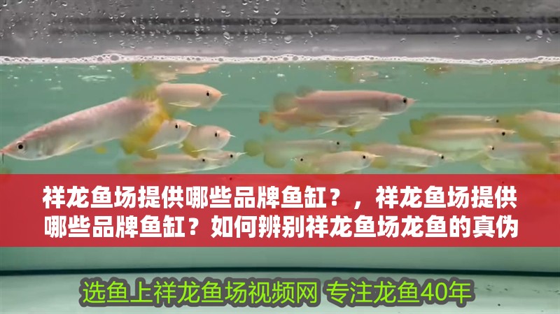 祥龍魚場提供哪些品牌魚缸？，祥龍魚場提供哪些品牌魚缸？如何辨別祥龍魚場龍魚的真偽？