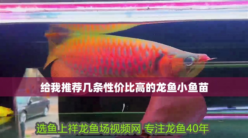 給我推薦幾條性價(jià)比高的龍魚小魚苗