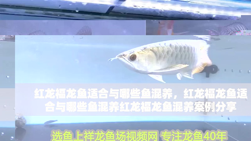 紅龍福龍魚適合與哪些魚混養(yǎng)，紅龍福龍魚適合與哪些魚混養(yǎng)紅龍福龍魚混養(yǎng)案例分享