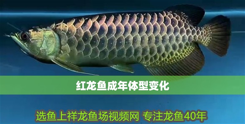 紅龍魚成年體型變化