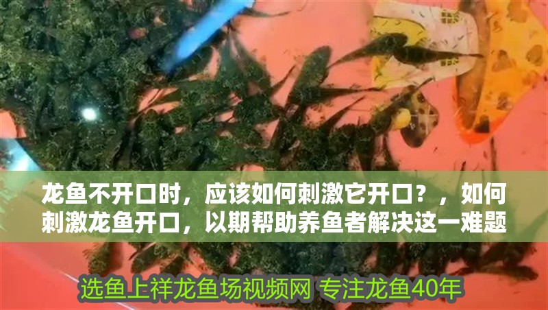 龍魚不開(kāi)口時(shí)，應(yīng)該如何刺激它開(kāi)口？，如何刺激龍魚開(kāi)口，以期幫助養(yǎng)魚者解決這一難題