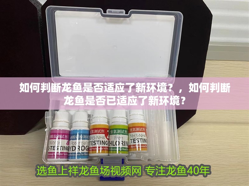 如何判斷龍魚是否適應(yīng)了新環(huán)境？，如何判斷龍魚是否已適應(yīng)了新環(huán)境？