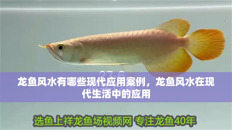 龍魚(yú)風(fēng)水有哪些現(xiàn)代應(yīng)用案例，龍魚(yú)風(fēng)水在現(xiàn)代生活中的應(yīng)用