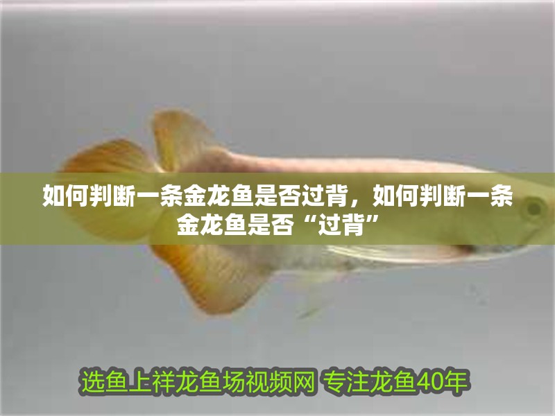 如何判斷一條金龍魚是否過背，如何判斷一條金龍魚是否“過背”