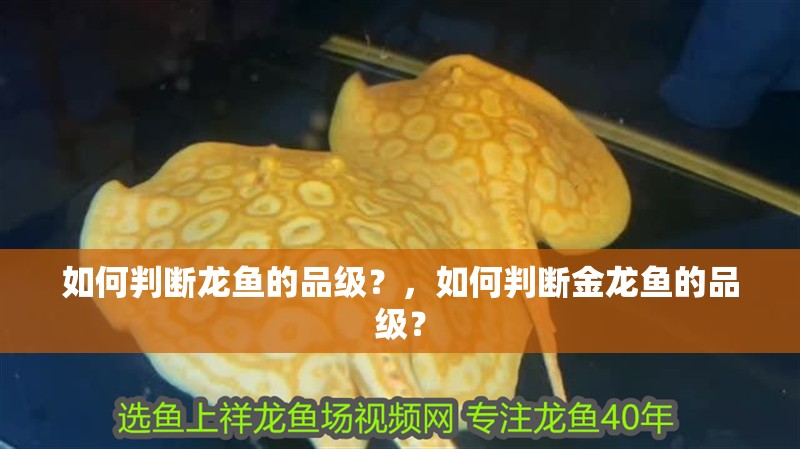 如何判斷龍魚(yú)的品級(jí)？，如何判斷金龍魚(yú)的品級(jí)？