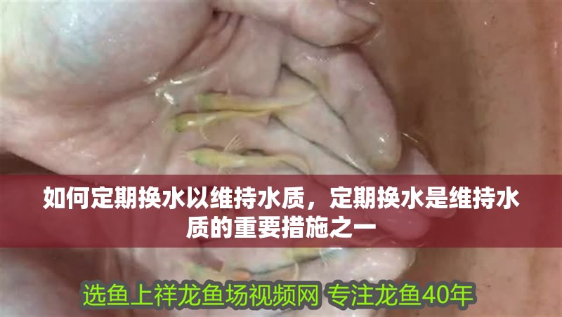 如何定期換水以維持水質(zhì)，定期換水是維持水質(zhì)的重要措施之一