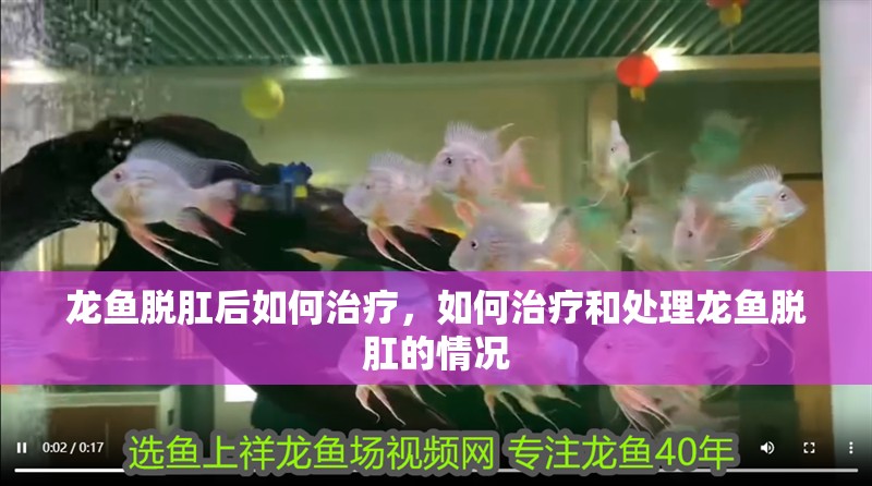 龍魚脫肛后如何治療，如何治療和處理龍魚脫肛的情況