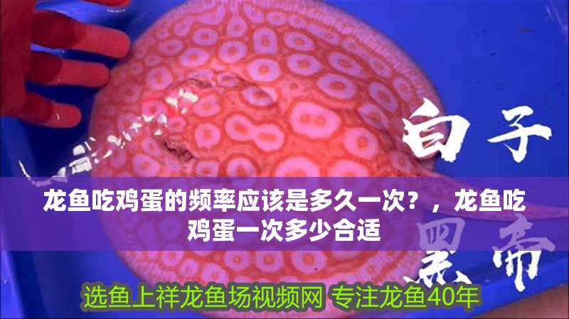 龍魚吃雞蛋的頻率應該是多久一次？，龍魚吃雞蛋一次多少合適