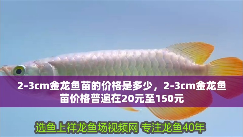 2-3cm金龍魚苗的價格是多少，2-3cm金龍魚苗價格普遍在20元至150元