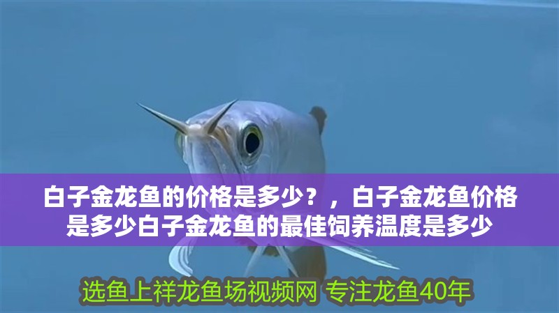 白子金龍魚的價格是多少？，白子金龍魚價格是多少白子金龍魚的最佳飼養溫度是多少