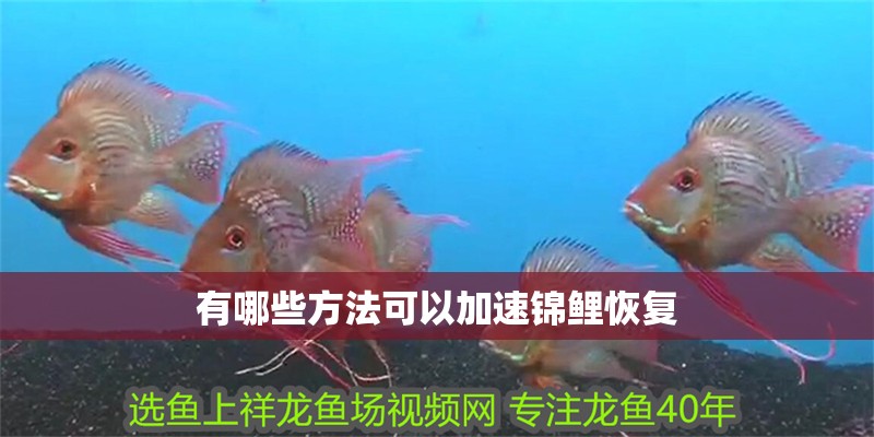 有哪些方法可以加速錦鯉恢復(fù)