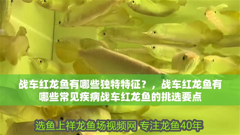 戰(zhàn)車紅龍魚有哪些獨(dú)特特征？，戰(zhàn)車紅龍魚有哪些常見疾病戰(zhàn)車紅龍魚的挑選要點(diǎn)