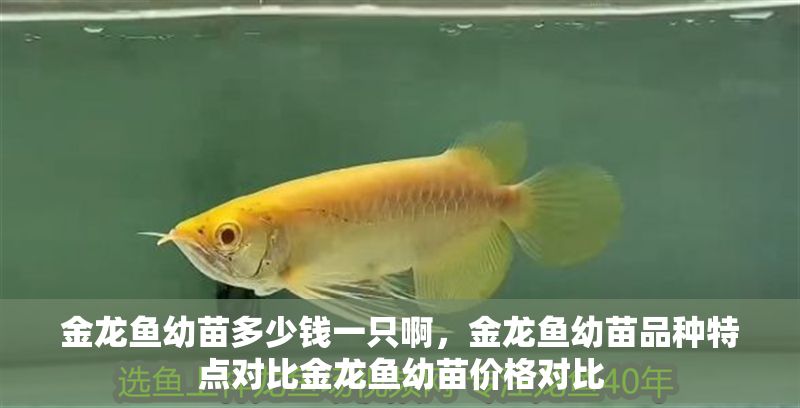 金龍魚幼苗多少錢一只啊，金龍魚幼苗品種特點對比金龍魚幼苗價格對比