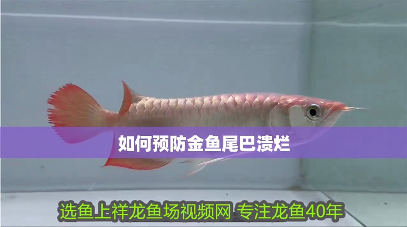 如何預防金魚尾巴潰爛