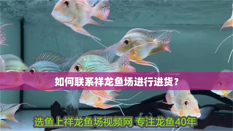 如何聯(lián)系祥龍魚(yú)場(chǎng)進(jìn)行進(jìn)貨？