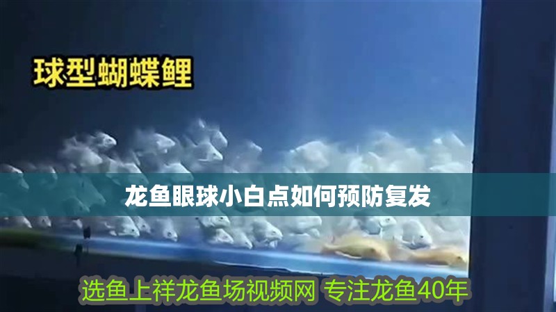 龍魚眼球小白點如何預防復發