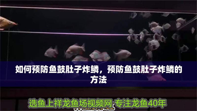 如何預防魚鼓肚子炸鱗，預防魚鼓肚子炸鱗的方法