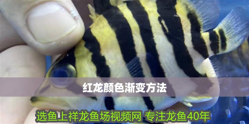 紅龍顏色漸變方法