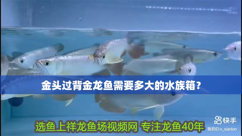 金頭過背金龍魚需要多大的水族箱？
