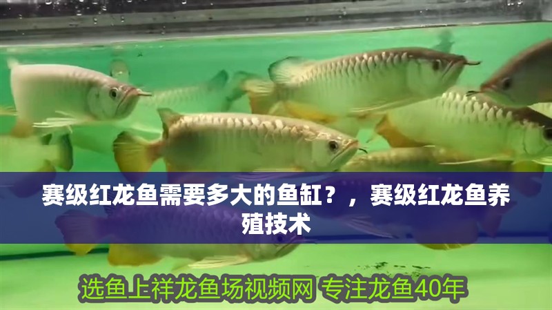 賽級紅龍魚需要多大的魚缸？，賽級紅龍魚養(yǎng)殖技術(shù)