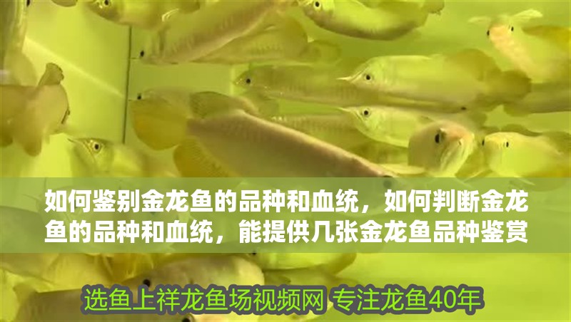 如何鑒別金龍魚的品種和血統，如何判斷金龍魚的品種和血統，能提供幾張金龍魚品種鑒賞指南