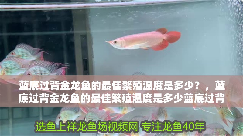 藍底過背金龍魚的最佳繁殖溫度是多少？，藍底過背金龍魚的最佳繁殖溫度是多少藍底過背金龍魚最佳繁殖溫度