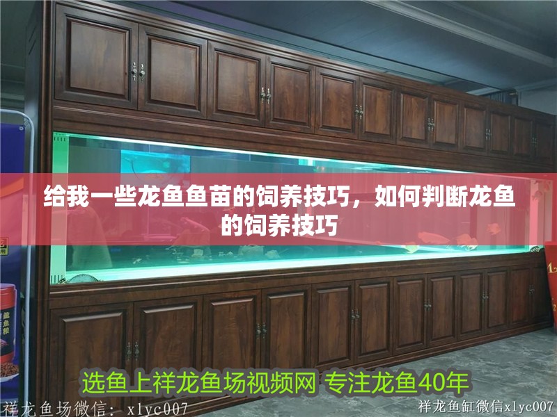 給我一些龍魚魚苗的飼養技巧，如何判斷龍魚的飼養技巧
