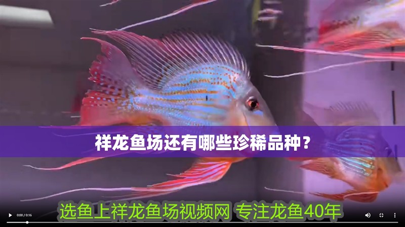 祥龍魚場還有哪些珍稀品種？