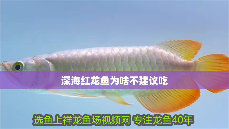 深海紅龍魚為啥不建議吃