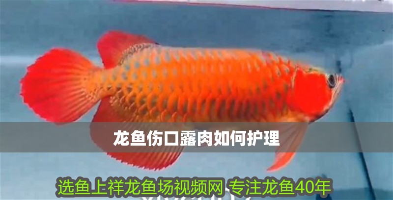 龍魚傷口露肉如何護理