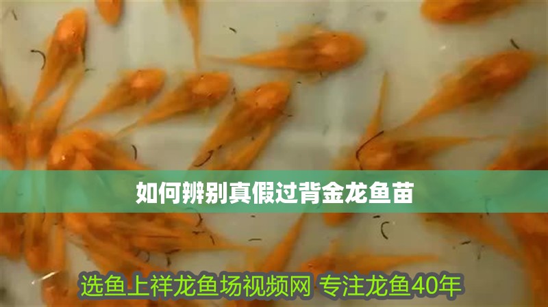 如何辨別真假過背金龍魚苗