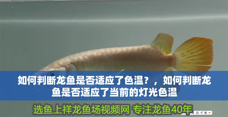 如何判斷龍魚是否適應(yīng)了色溫？，如何判斷龍魚是否適應(yīng)了當前的燈光色溫
