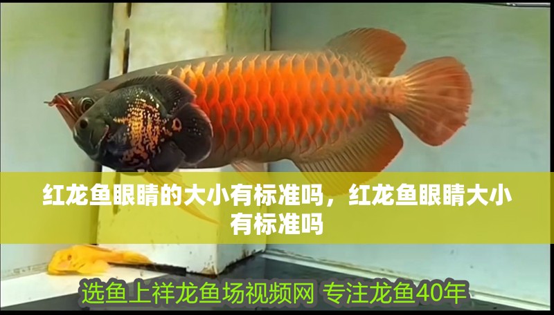 紅龍魚眼睛的大小有標準嗎，紅龍魚眼睛大小有標準嗎