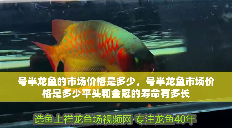 號半龍魚的市場價(jià)格是多少，號半龍魚市場價(jià)格是多少平頭和金冠的壽命有多長