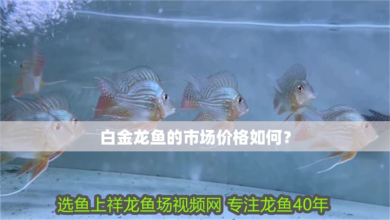 白金龍魚的市場價格如何？