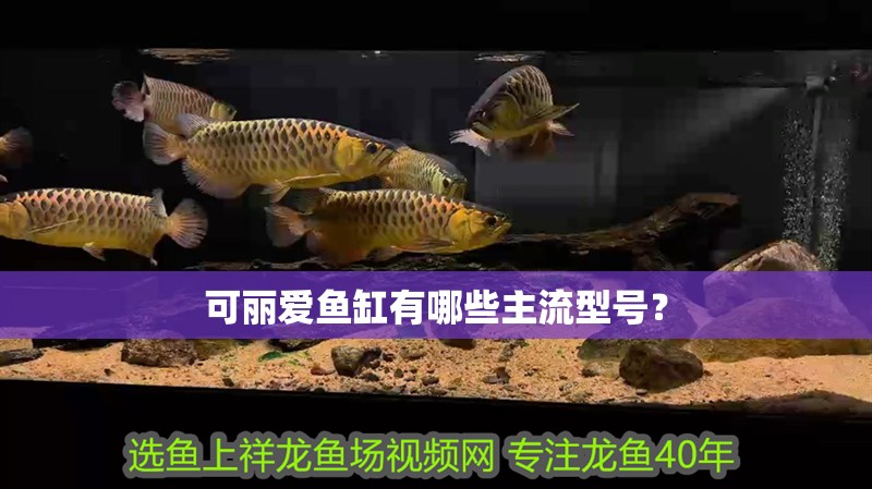可麗愛魚缸有哪些主流型號？