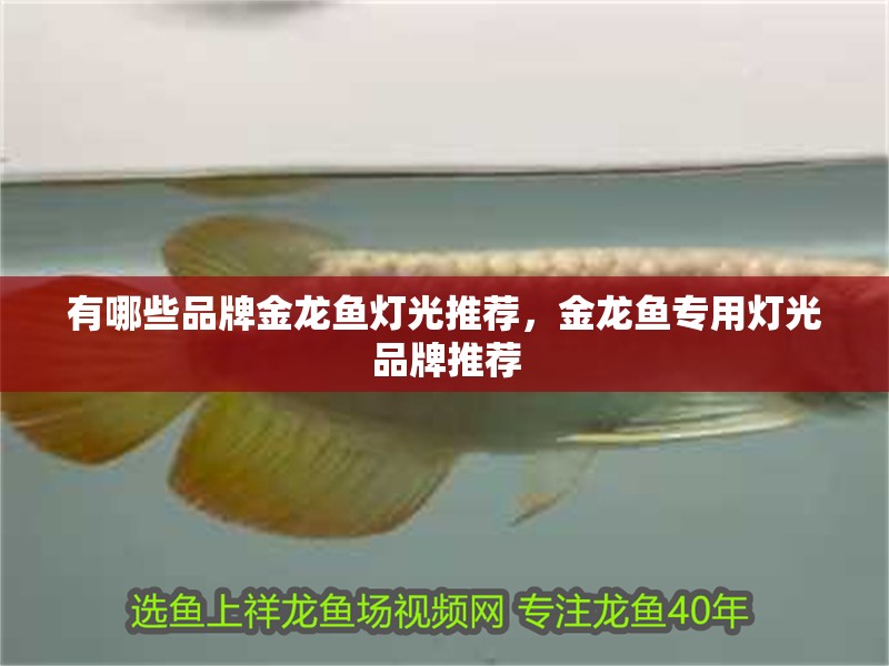 有哪些品牌金龍魚燈光推薦，金龍魚專用燈光品牌推薦